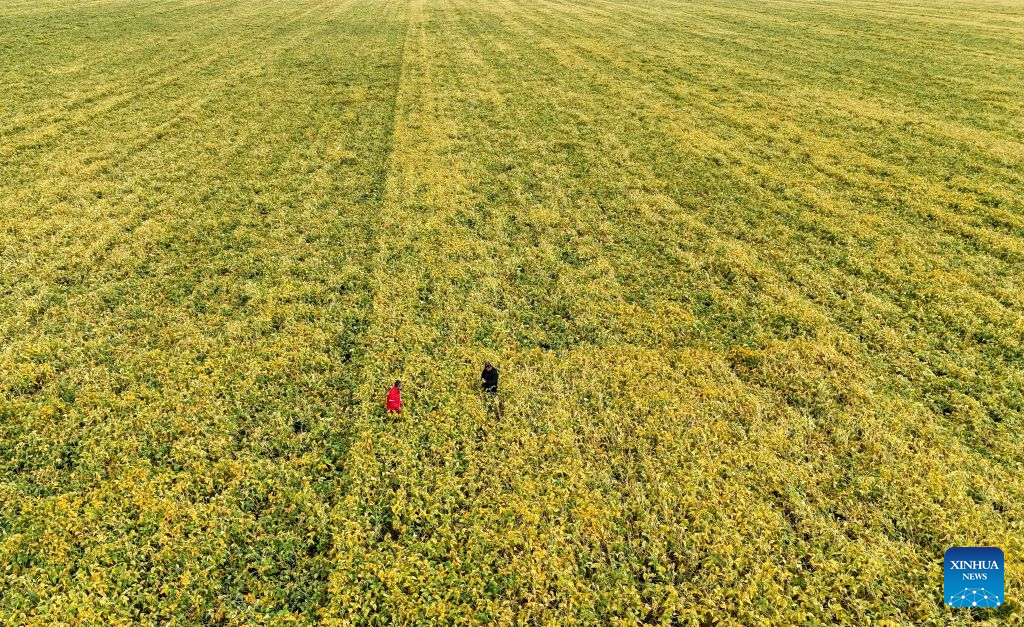 Farmers busy with farm work around White Dew