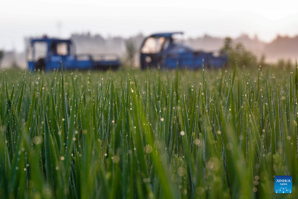 Farmers busy with farm work around White Dew