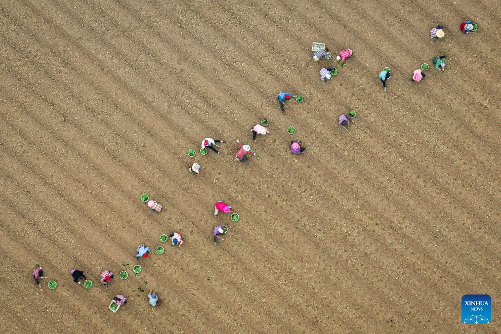 Farmers busy with farm work in C China's Hubei