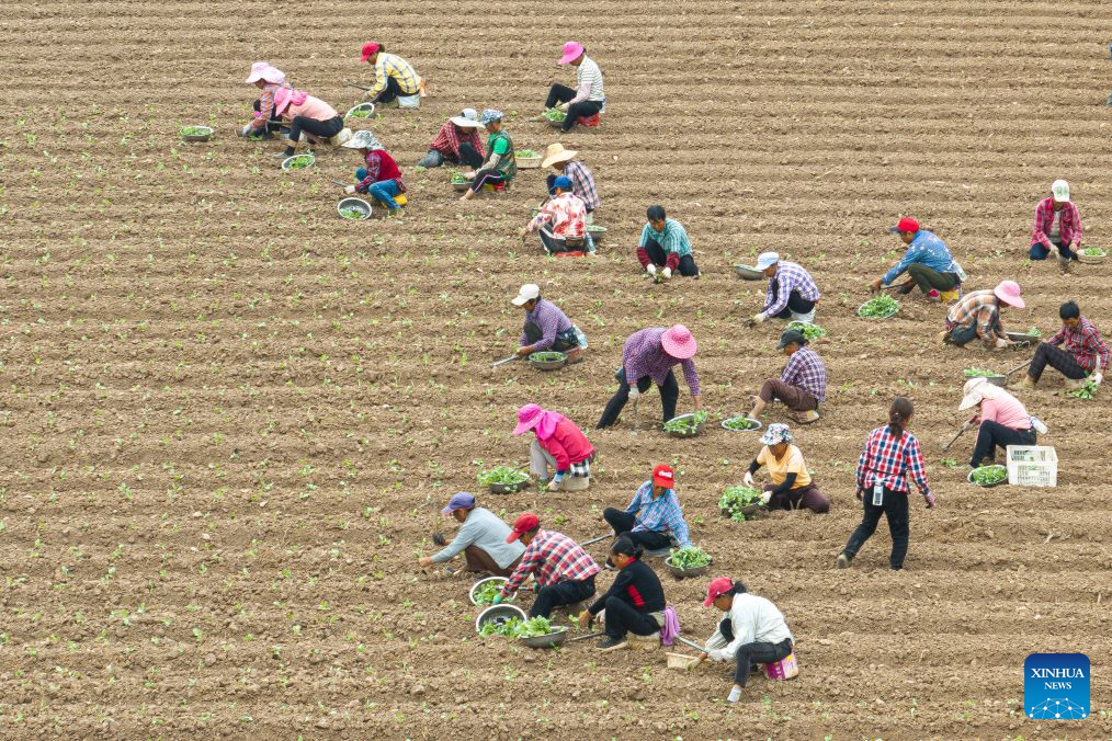 Farmers busy with farm work in C China's Hubei