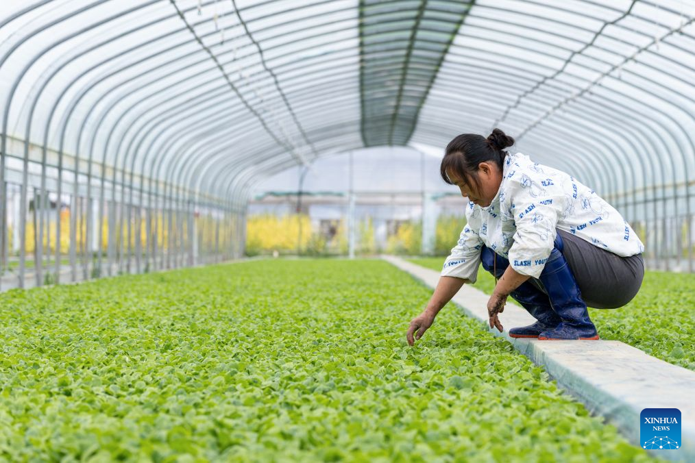 Farmers busy with farm work in C China's Hubei