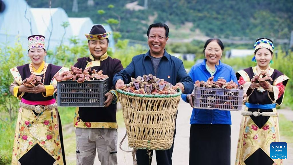 Family farm develops Lingzhi mushroom industry in Milin, China's Xizang