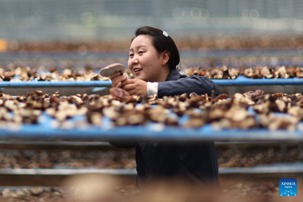 Family farm develops Lingzhi mushroom industry in Milin, China's Xizang