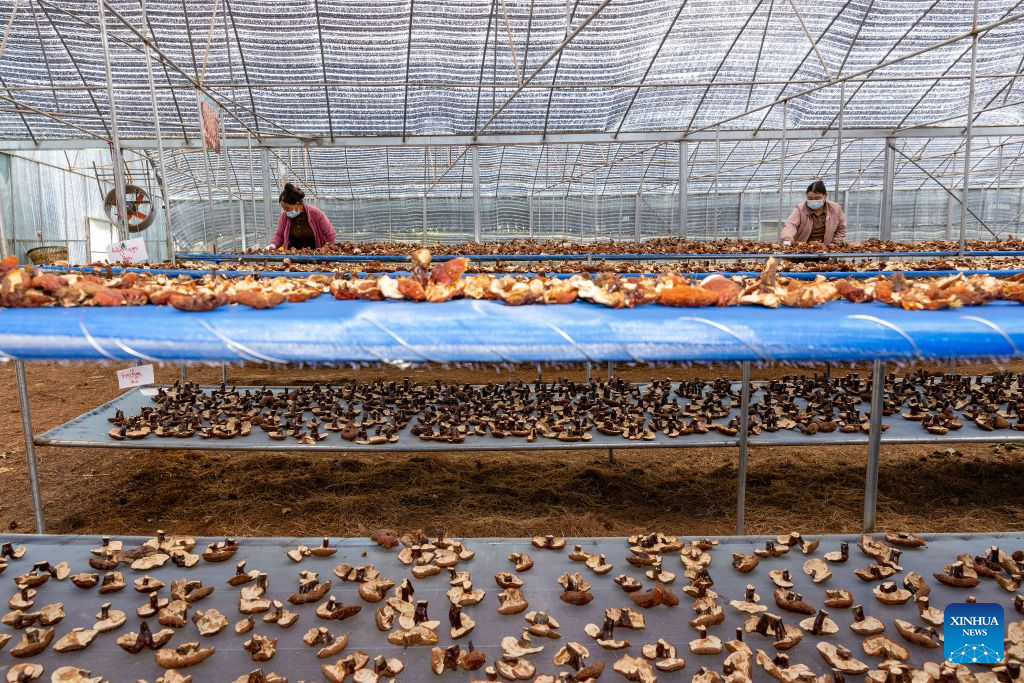Family farm develops Lingzhi mushroom industry in Milin, China's Xizang