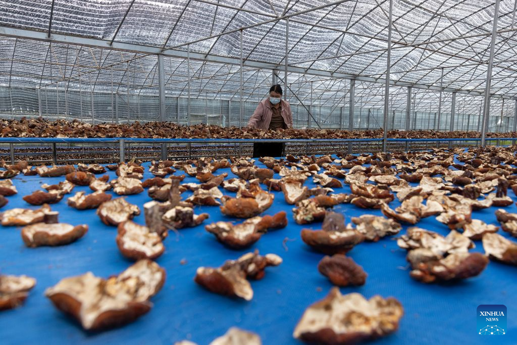Family farm develops Lingzhi mushroom industry in Milin, China's Xizang