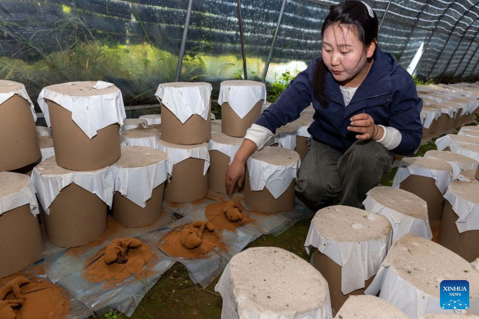 Family farm develops Lingzhi mushroom industry in Milin, China's Xizang