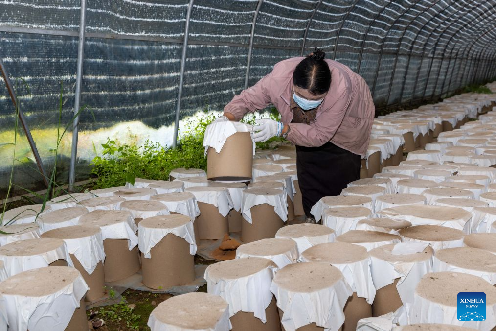 Family farm develops Lingzhi mushroom industry in Milin, China's Xizang