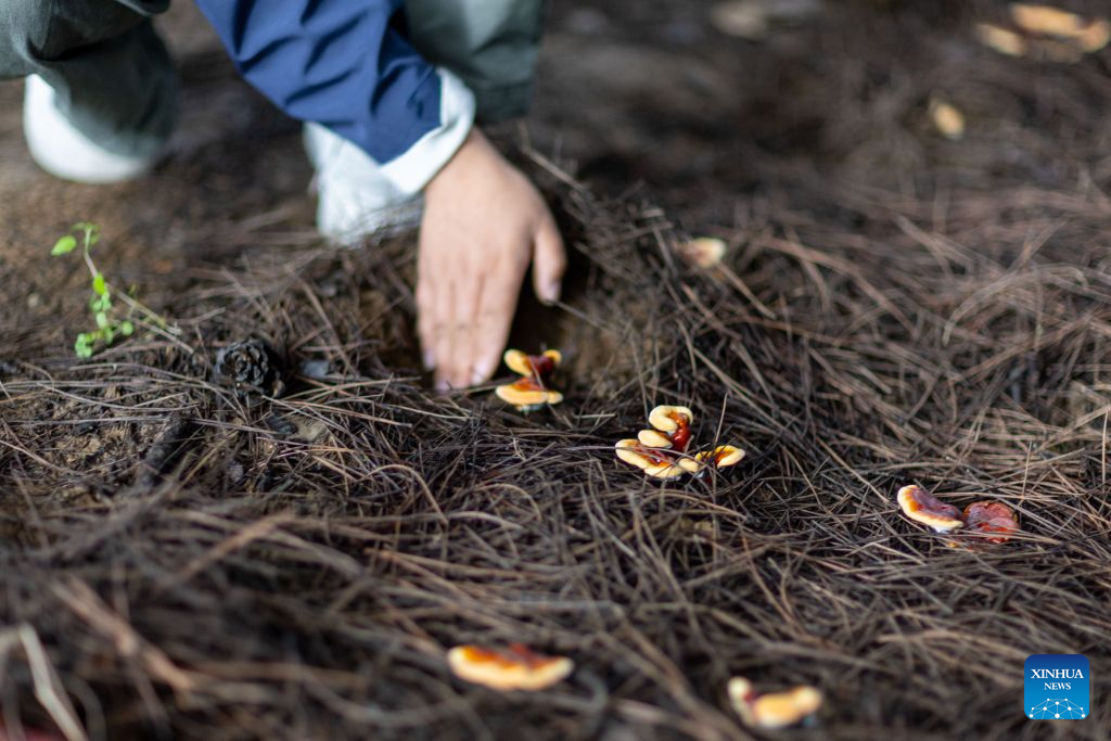 Family farm develops Lingzhi mushroom industry in Milin, China's Xizang