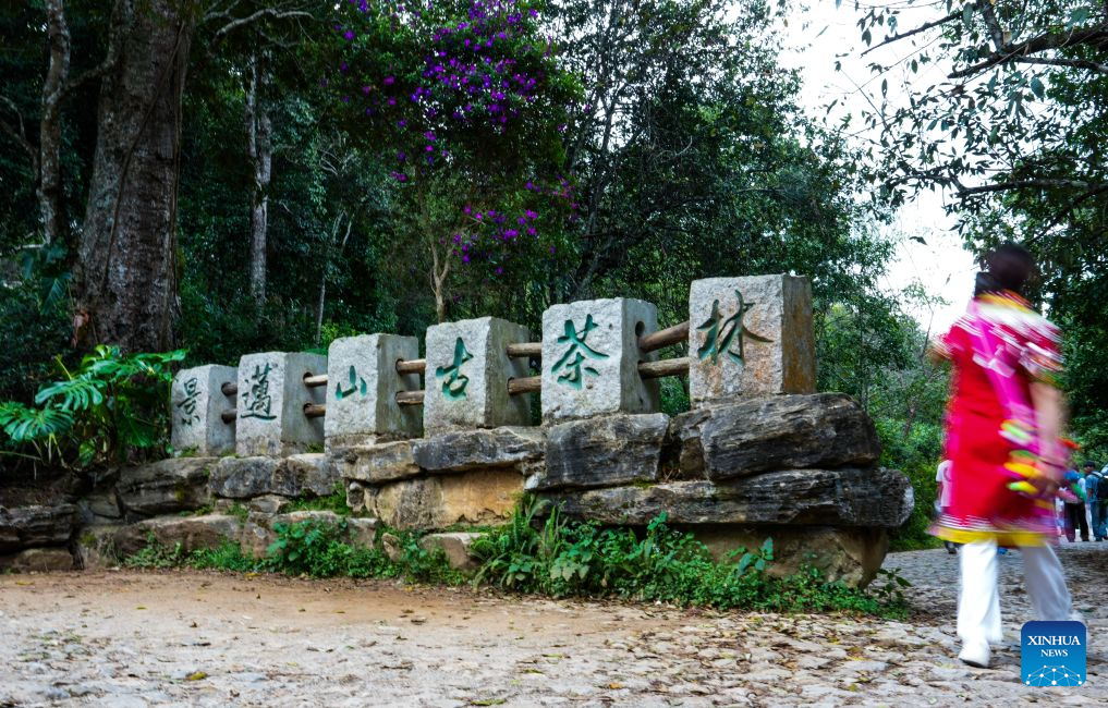 Jingmai Mountain in China's Yunnan draws tourists with tea culture