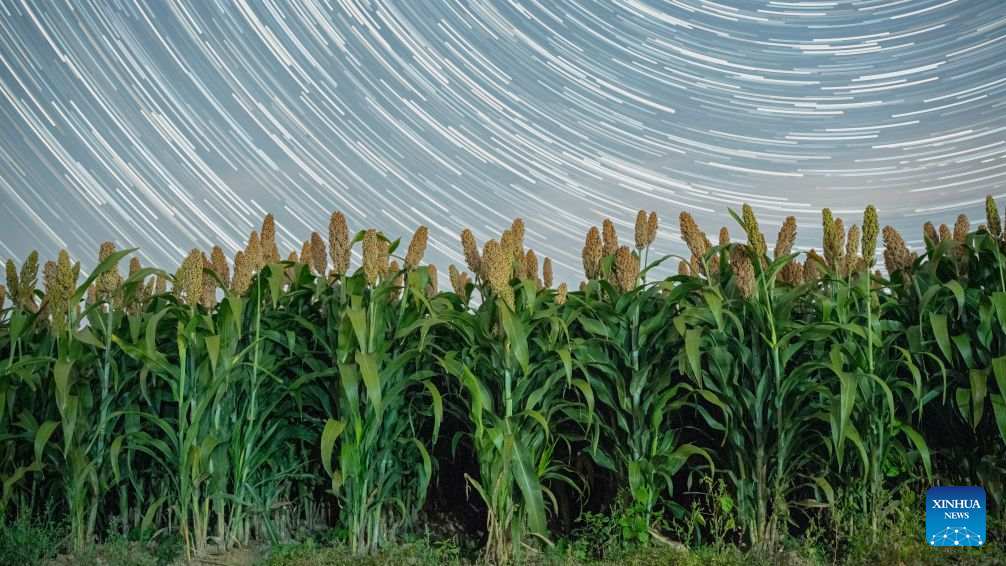 In pics: fields under starry sky in China's Heilongjiang