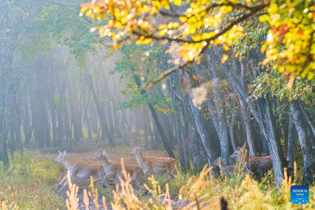 Sika deer pictured at nature reserve in Qiqihar, China's Heilongjiang
