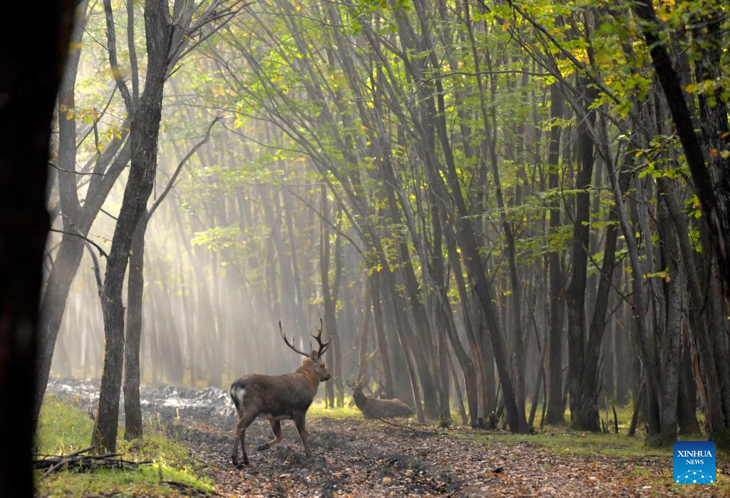 Sika deer pictured at nature reserve in Qiqihar, China's Heilongjiang