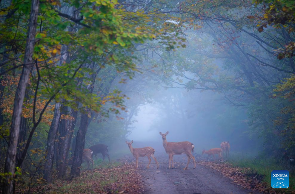 Sika deer pictured at nature reserve in Qiqihar, China's Heilongjiang