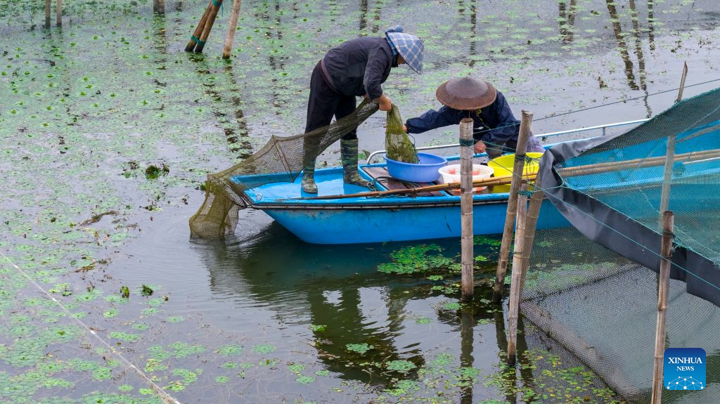 Freshwater crabs enter harvest season in Yangcheng Lake, China's Jiangsu