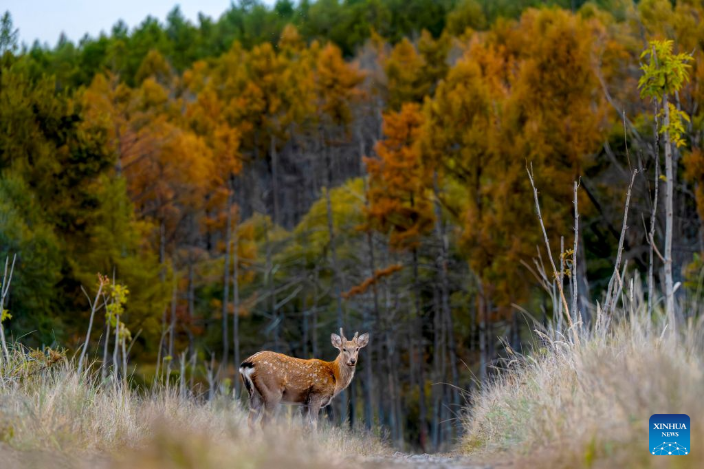 Sika deer pictured at nature reserve in Qiqihar, China's Heilongjiang