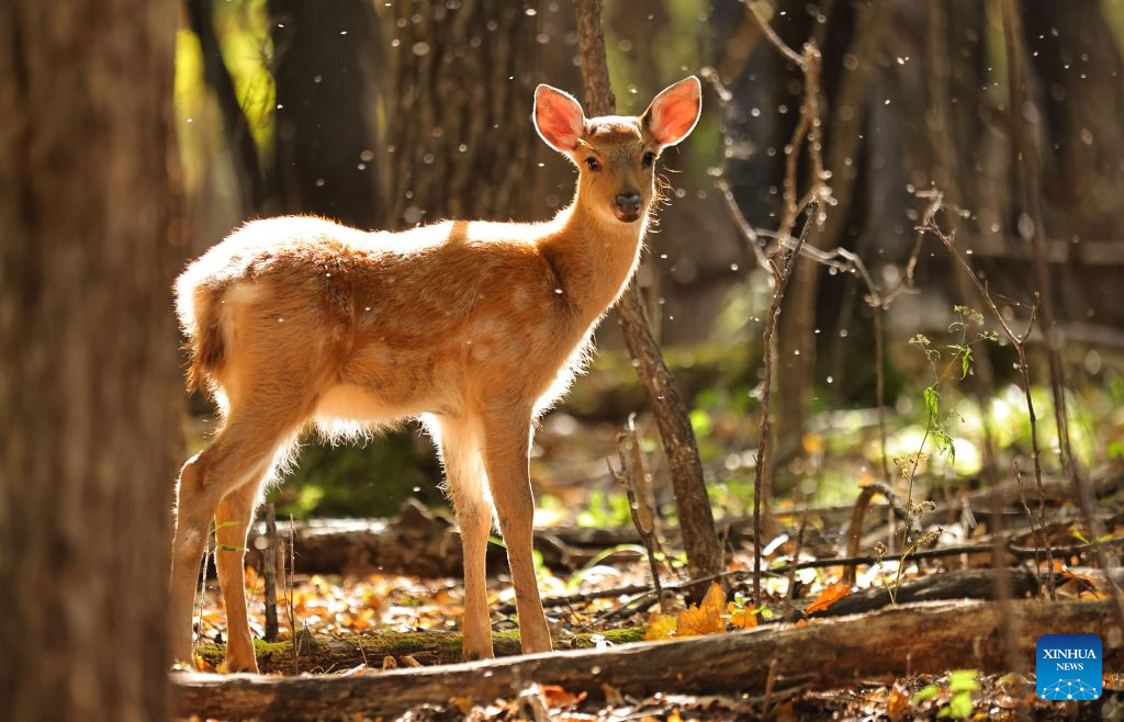Sika deer pictured at nature reserve in Qiqihar, China's Heilongjiang