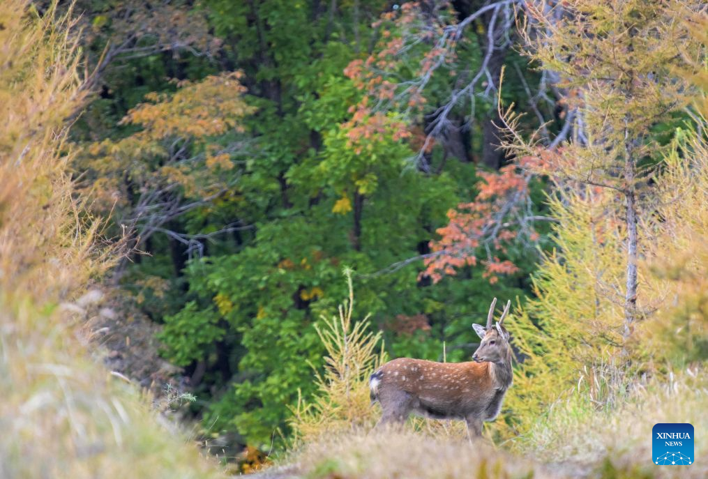 Sika deer pictured at nature reserve in Qiqihar, China's Heilongjiang