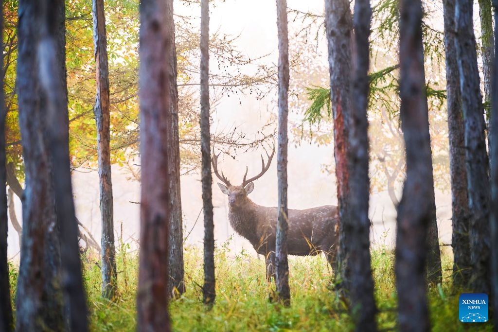 Sika deer pictured at nature reserve in Qiqihar, China's Heilongjiang