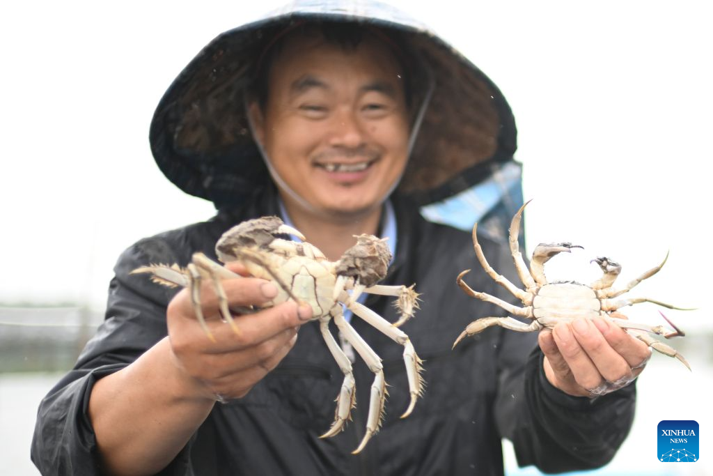 Freshwater crabs enter harvest season in Yangcheng Lake, China's Jiangsu