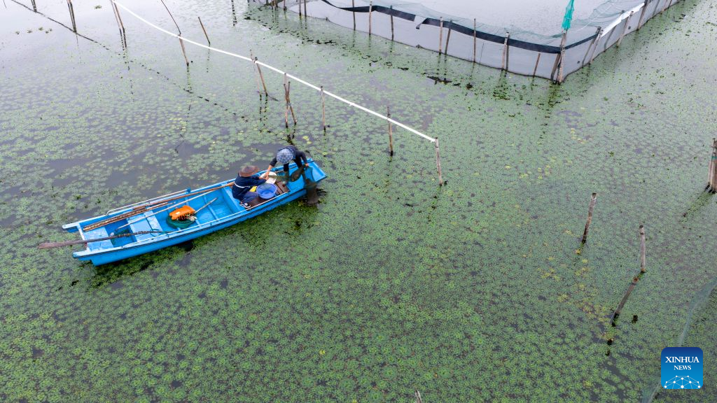 Freshwater crabs enter harvest season in Yangcheng Lake, China's Jiangsu
