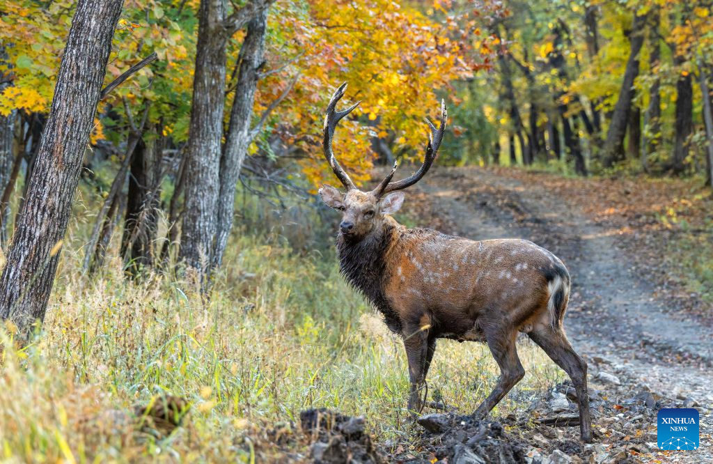 Sika deer pictured at nature reserve in Qiqihar, China's Heilongjiang