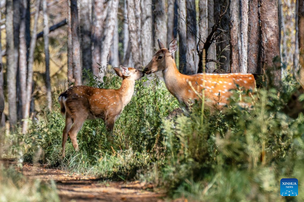 Sika deer pictured at nature reserve in Qiqihar, China's Heilongjiang