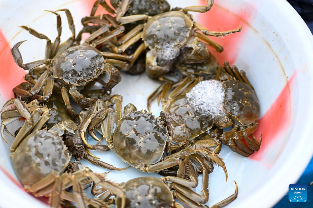 Freshwater crabs enter harvest season in Yangcheng Lake, China's Jiangsu
