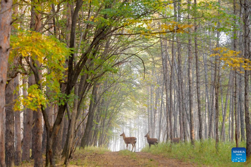 Sika deer pictured at nature reserve in Qiqihar, China's Heilongjiang