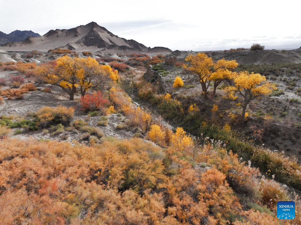 Autumn view of Huyangxia scenic spot in China's Gansu