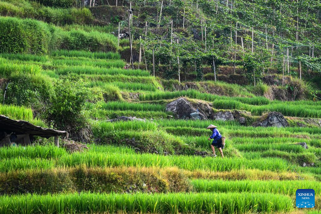 Foreign visitors flock to Longji to experience traditional Chinese rural life