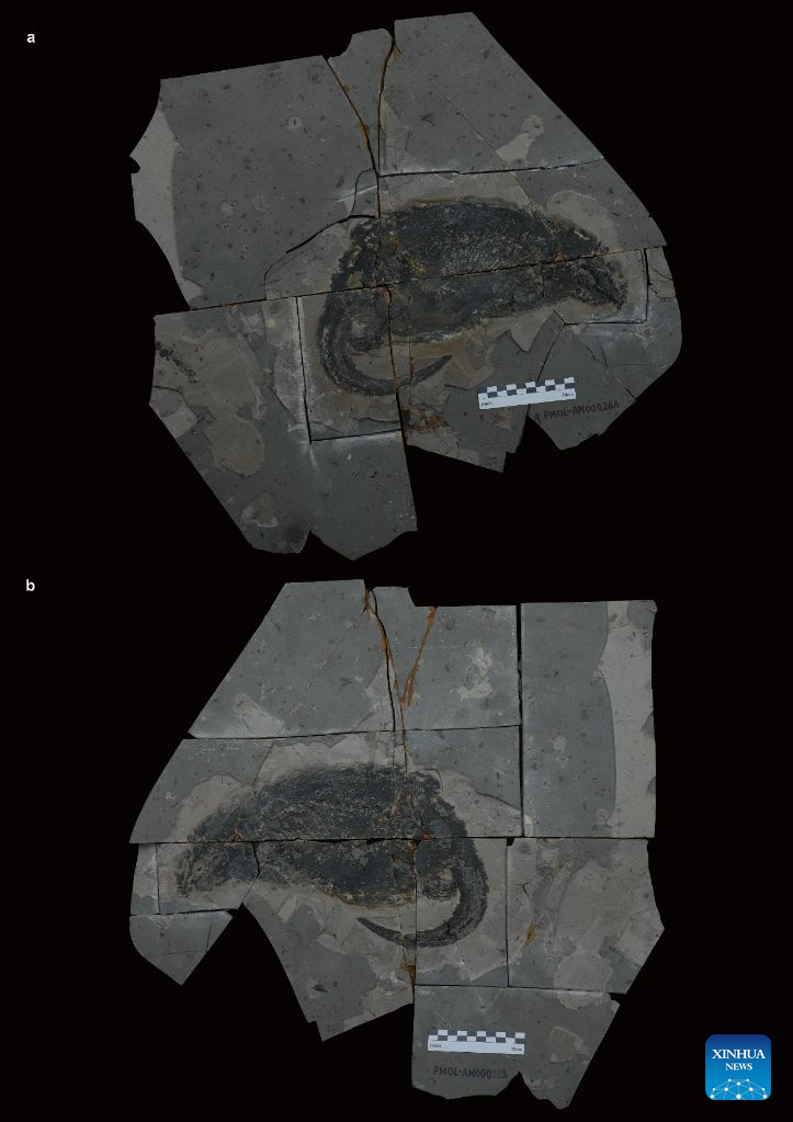 New large docodont fossil sheds light on Jurassic mammaliaform diversity
