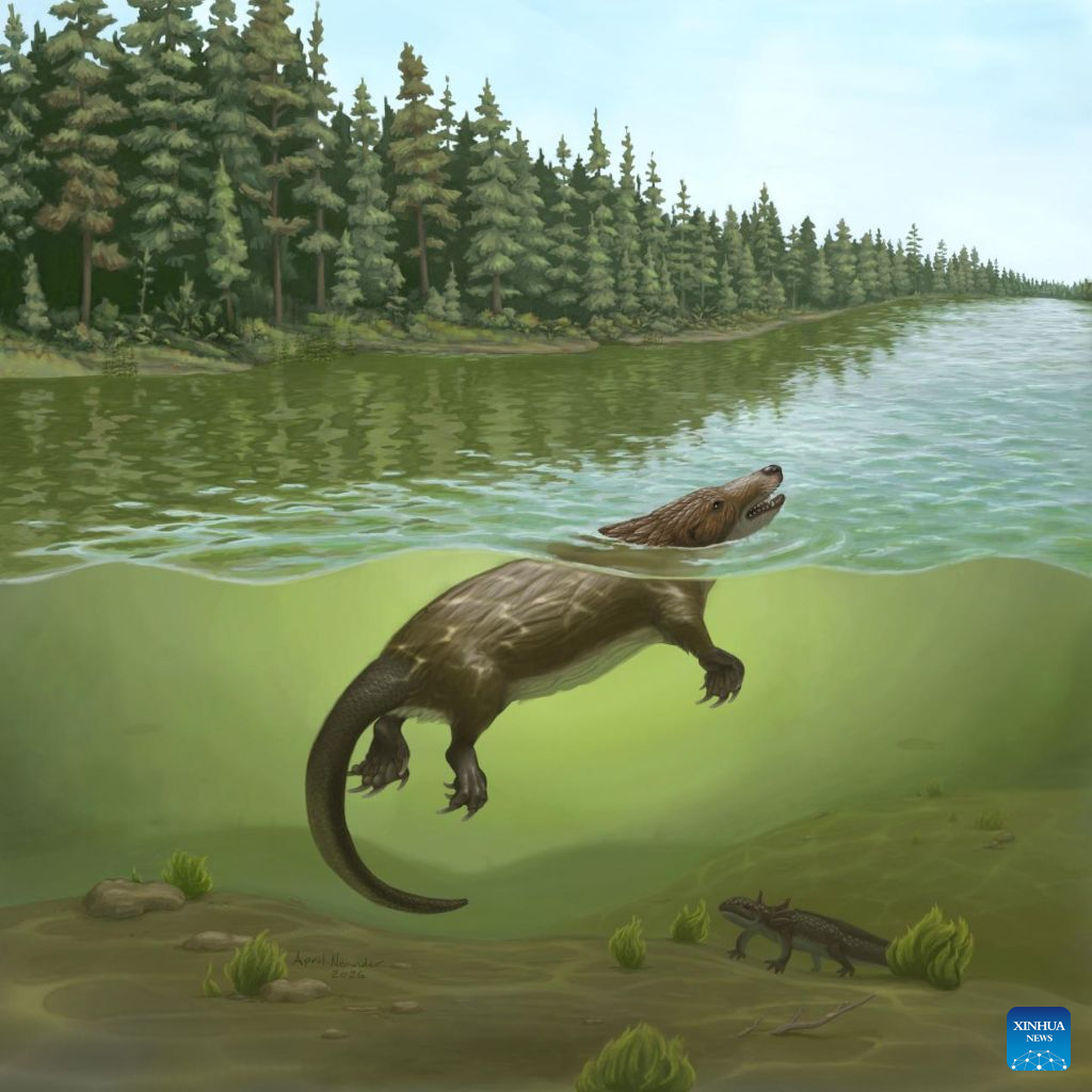New large docodont fossil sheds light on Jurassic mammaliaform diversity