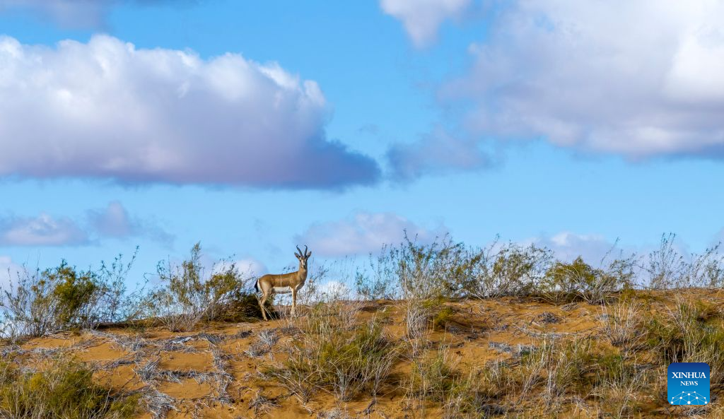 Population of goitered gazelle grows as ecological environment improves in Ningxia's nature reserve