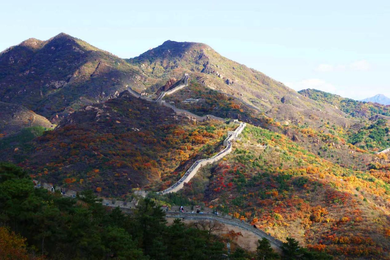 Badaling Updates: Fall foliage is reaching peak Badaling Updates: Fall foliage is reaching peak
