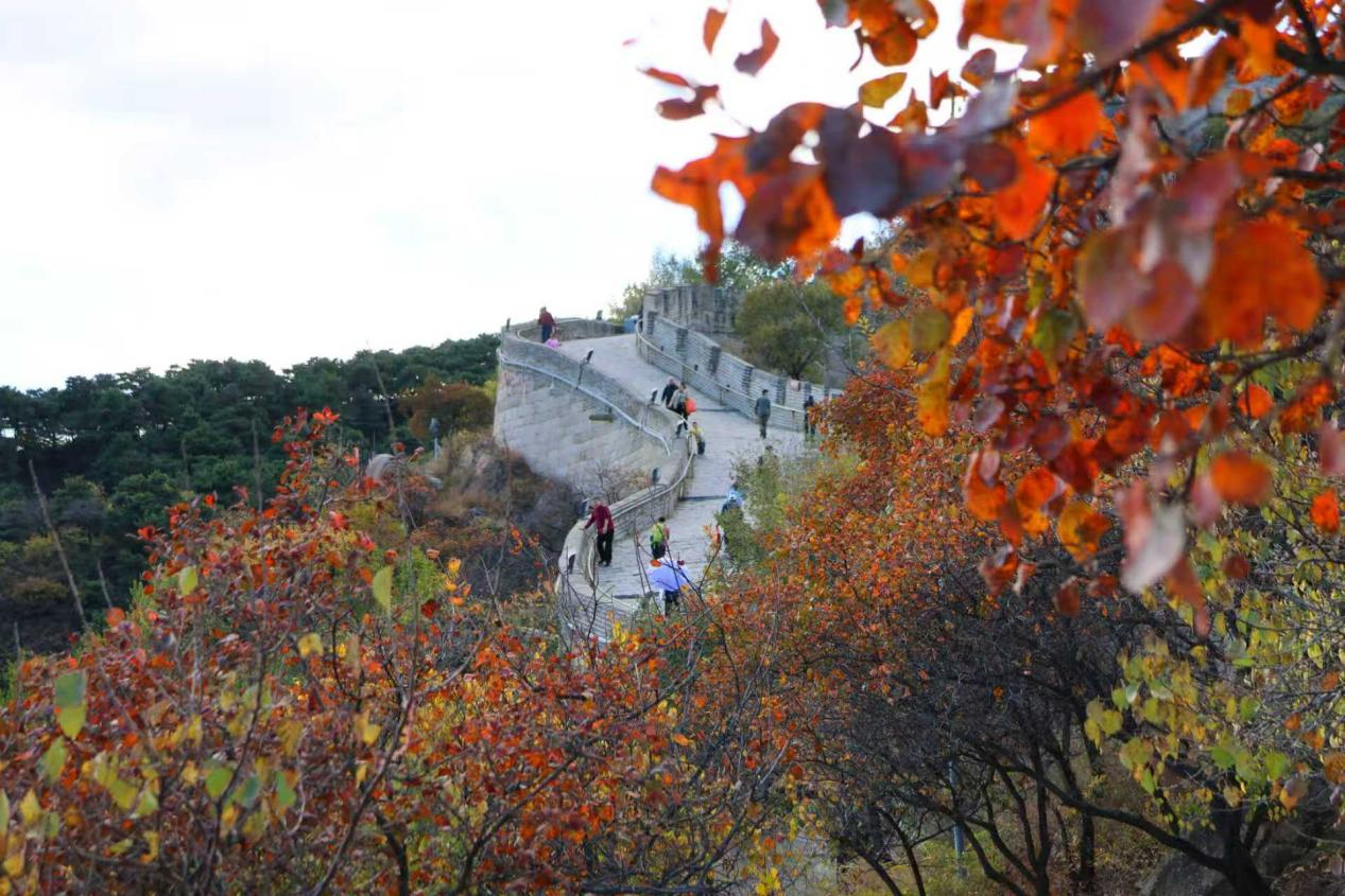 Badaling Updates: Fall foliage is reaching peak Badaling Updates: Fall foliage is reaching peak