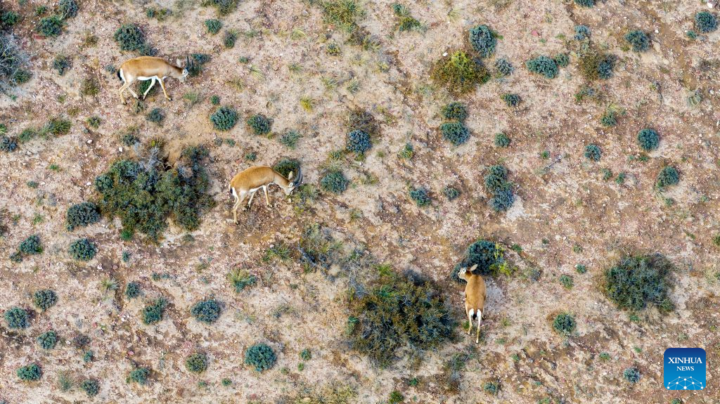 Population of goitered gazelle grows as ecological environment improves in Ningxia's nature reserve
