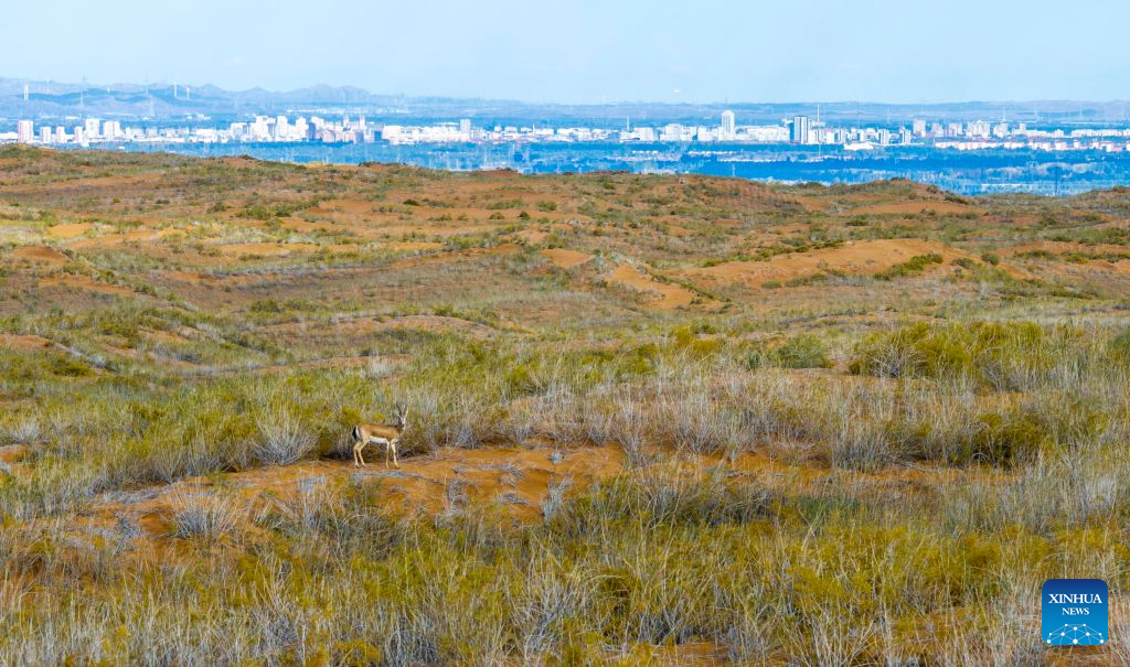 Population of goitered gazelle grows as ecological environment improves in Ningxia's nature reserve