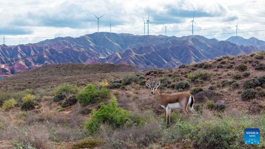 Population of goitered gazelle grows as ecological environment improves in Ningxia's nature reserve