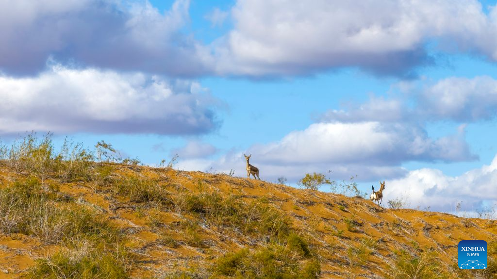 Population of goitered gazelle grows as ecological environment improves in Ningxia's nature reserve