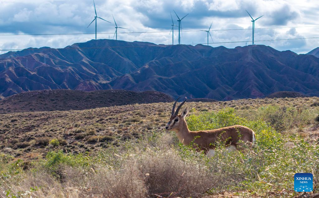 Population of goitered gazelle grows as ecological environment improves in Ningxia's nature reserve