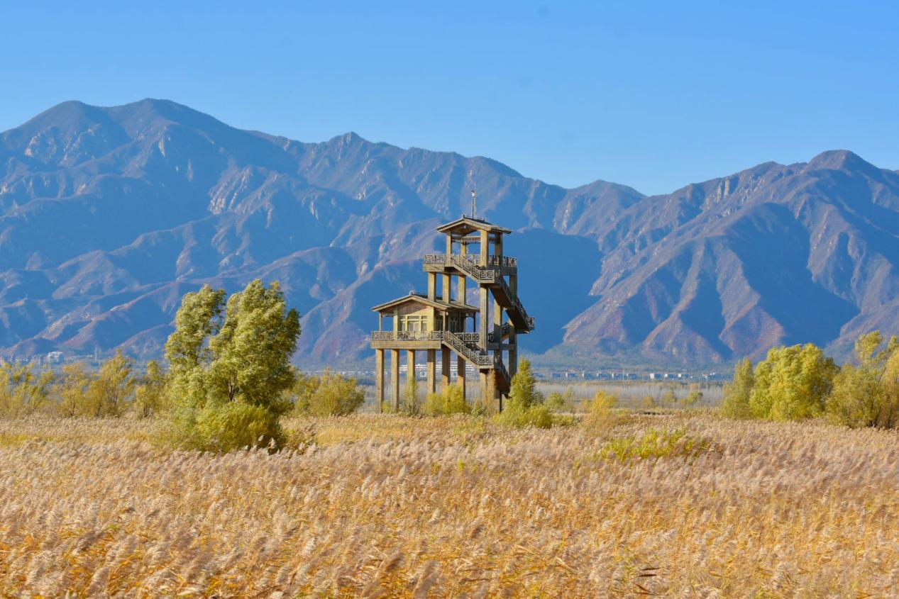 Life At The Great Wall: Birdwatching season arrives Life At The Great Wall: Birdwatching season arrives