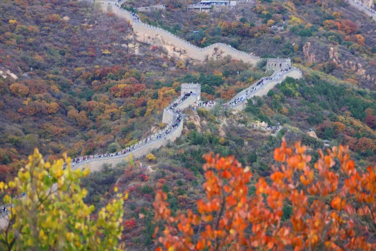 Badaling Updates: Fall foliage is reaching peak Badaling Updates: Fall foliage is reaching peak