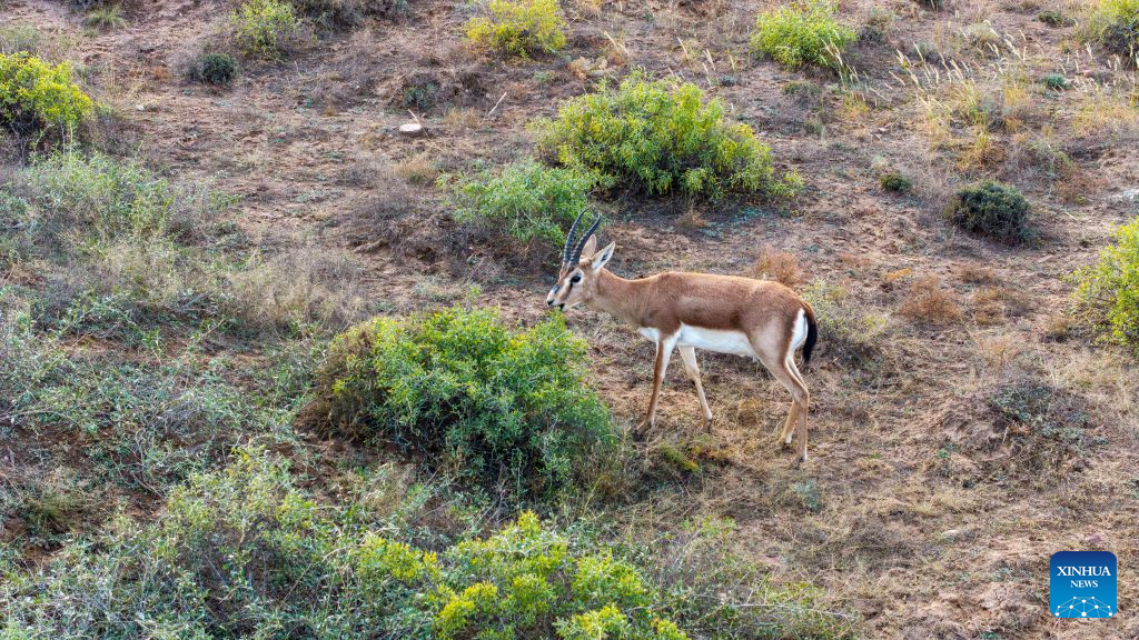 Population of goitered gazelle grows as ecological environment improves in Ningxia's nature reserve