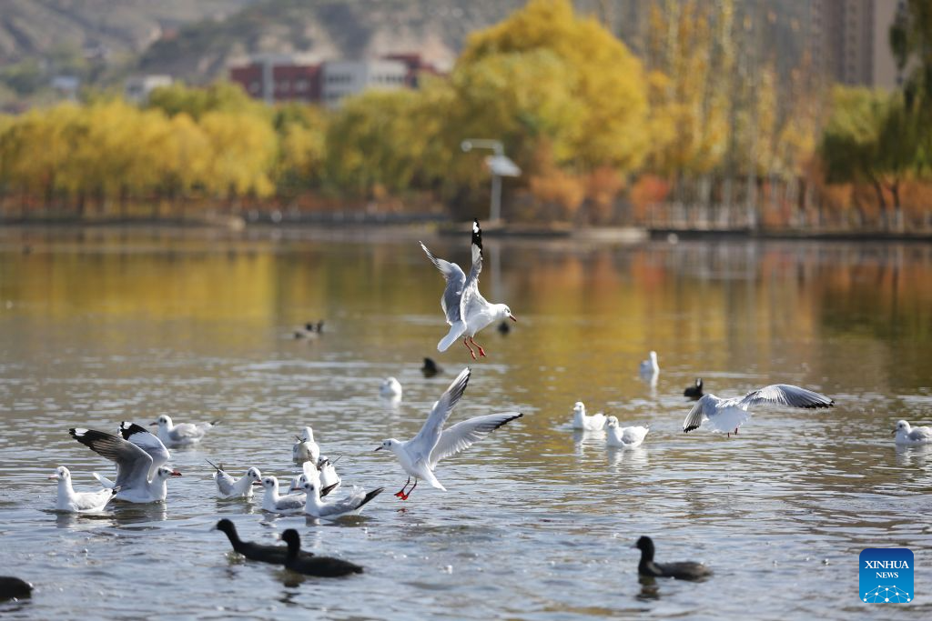 Autumn scenery in NW China's Gansu