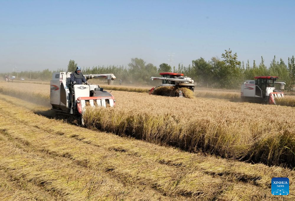 Autumn harvest enters final stage in Hebei