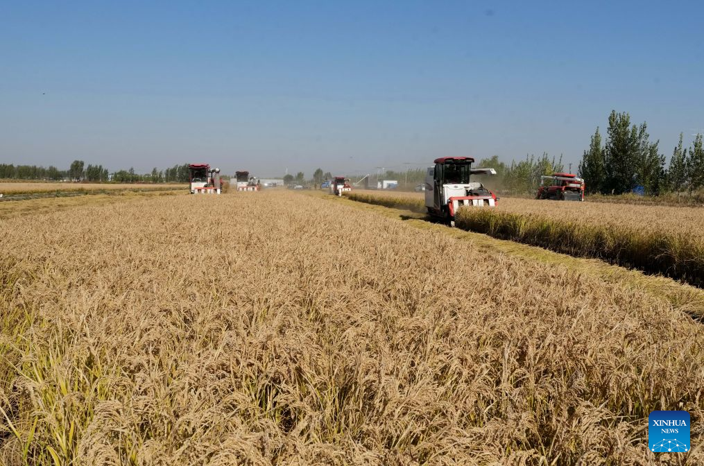 Autumn harvest enters final stage in Hebei