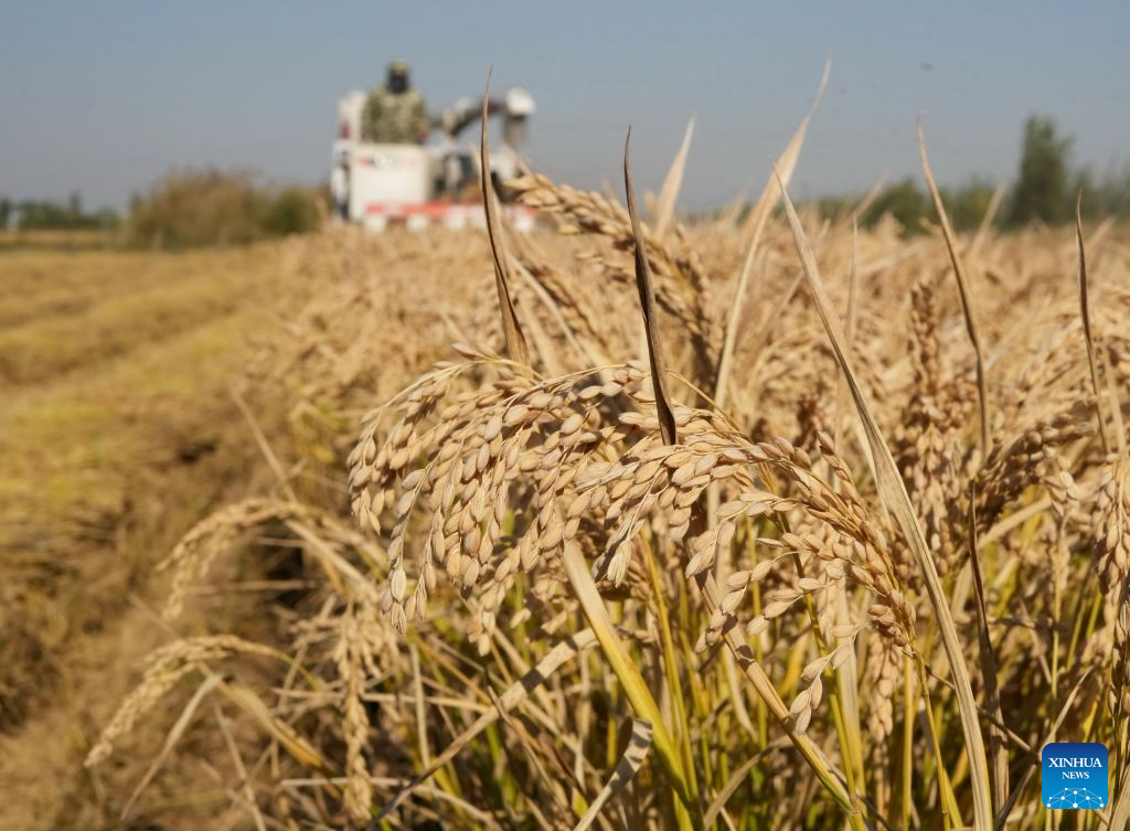 Autumn harvest enters final stage in Hebei