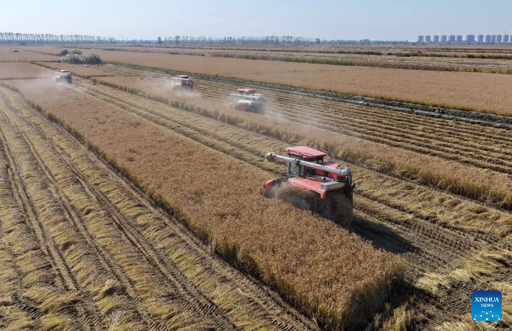 Autumn harvest enters final stage in Hebei