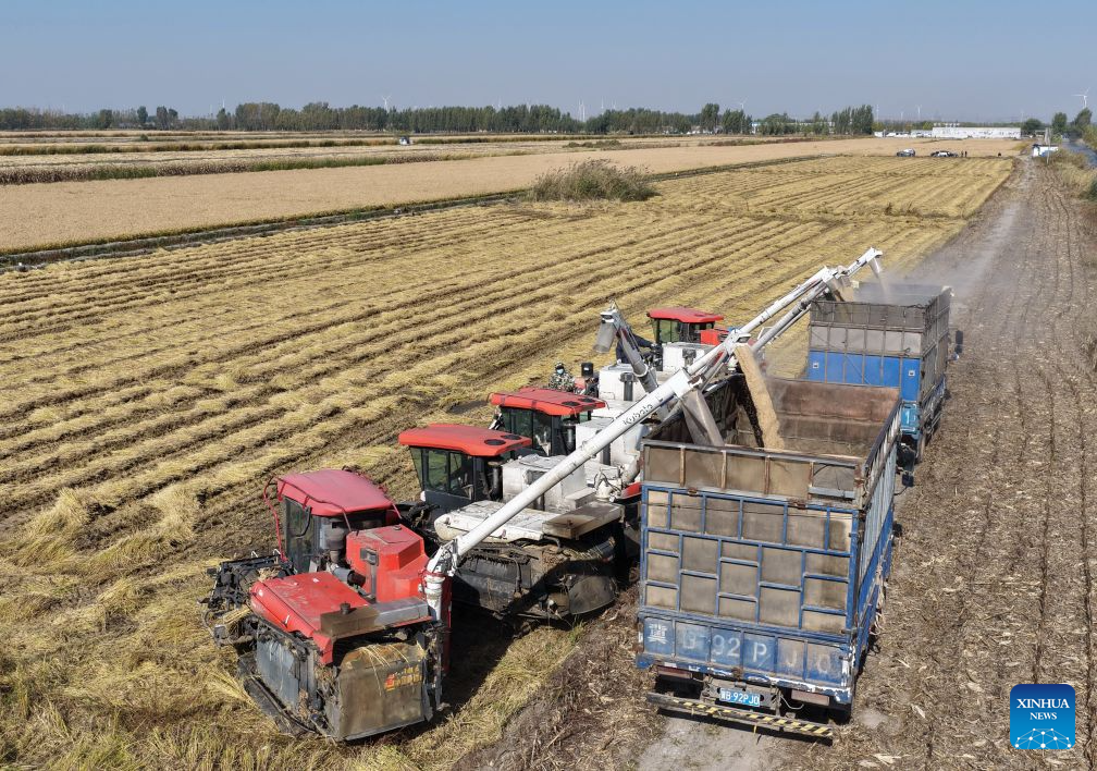 Autumn harvest enters final stage in Hebei