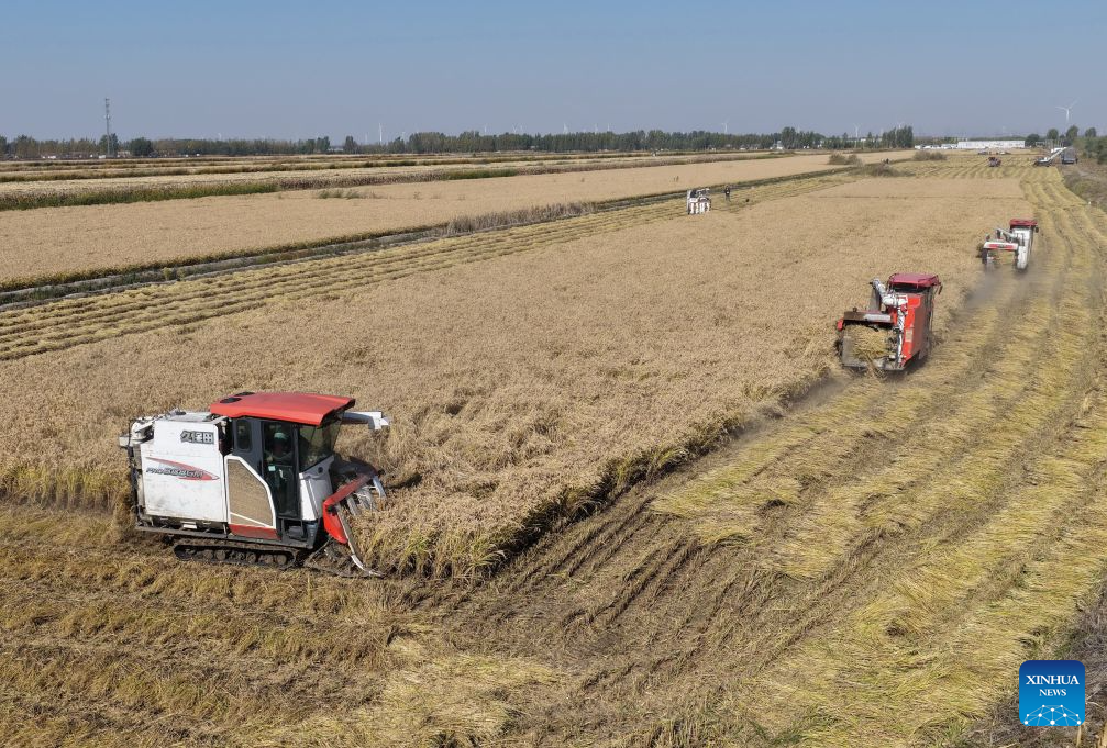 Autumn harvest enters final stage in Hebei